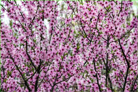 桃花源