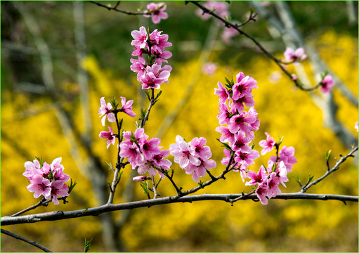 桃花