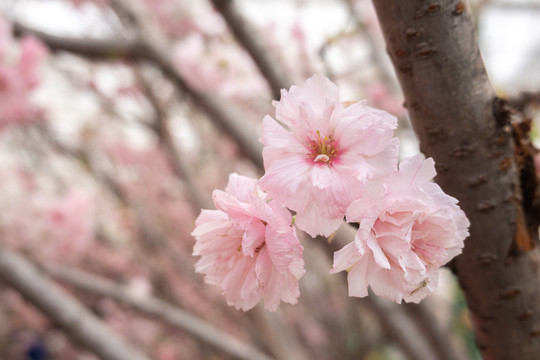 樱花