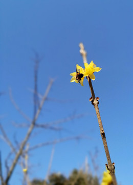 蜜蜂腊梅