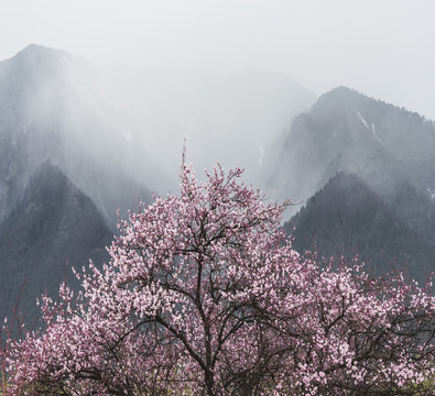 西藏林芝桃花