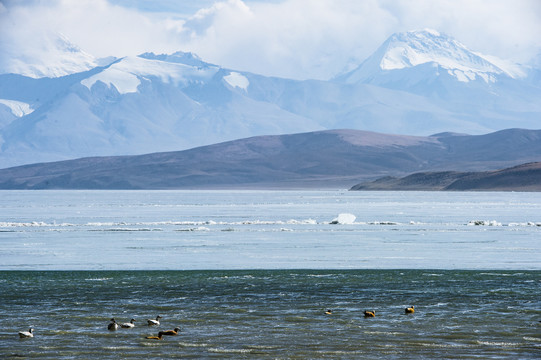 西藏高原湖泊鸟群