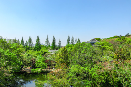 森林背景