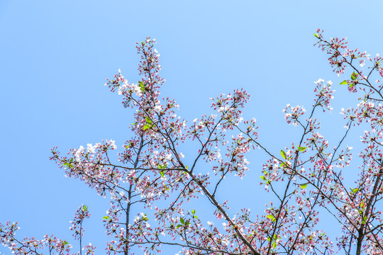 日本樱花