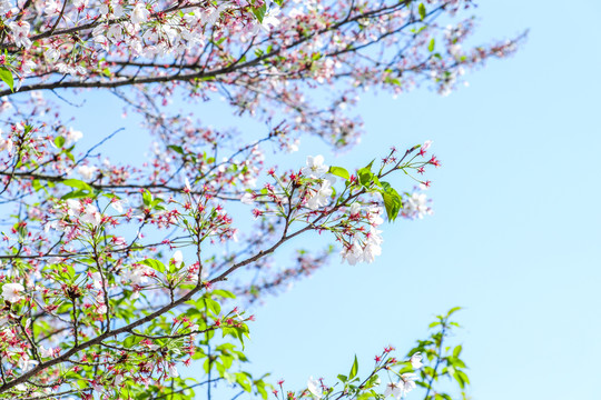 日本樱花