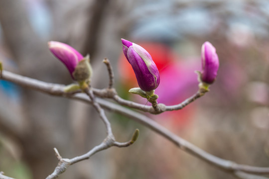 玉兰花