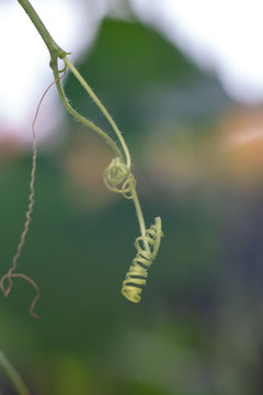 植物卷须