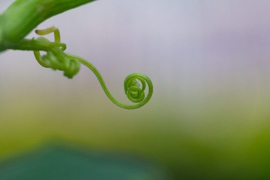 植物卷须