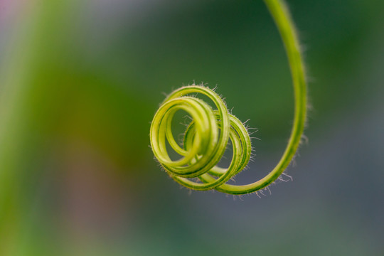 植物卷須