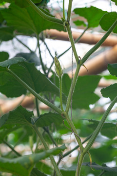 藤蔓植物