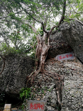 夫妻樹