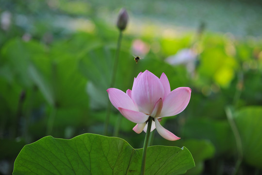 荷花素材