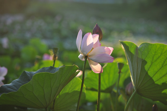 荷花素材