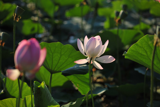 荷花素材