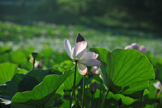 荷花