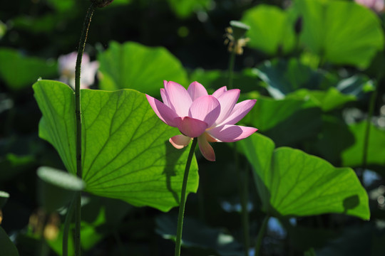 荷花素材