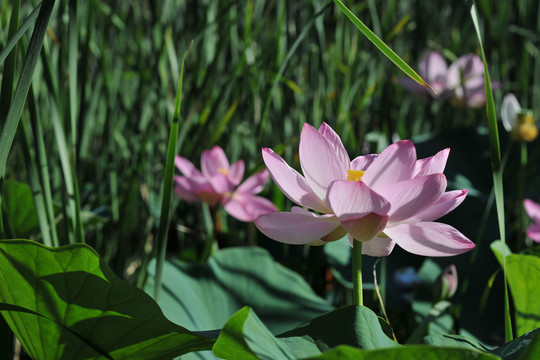 荷花素材