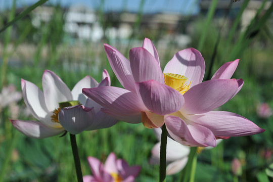 荷花素材