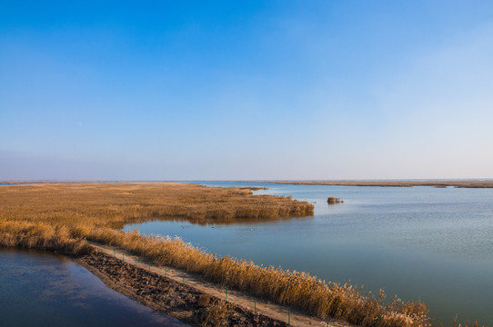 黄河湿地