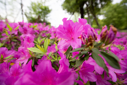 杜鹃花