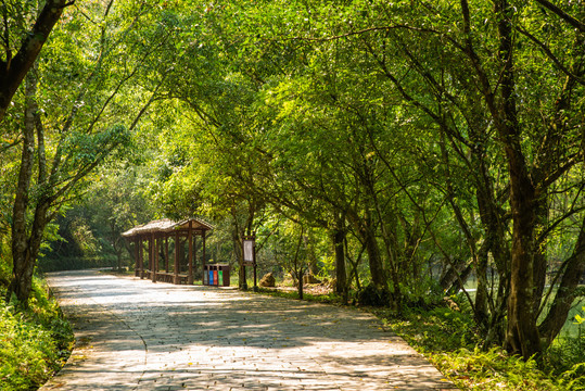 森林步路