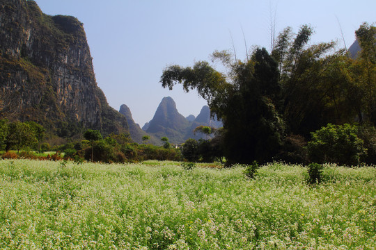 油茶花