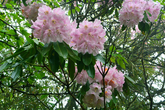 高山云锦杜鹃花