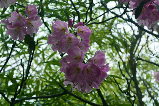 高山云锦杜鹃花