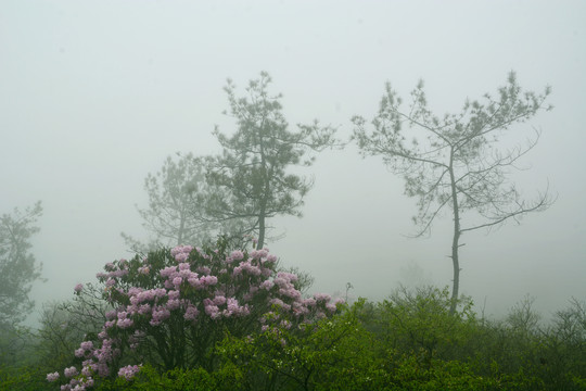 山间雾气