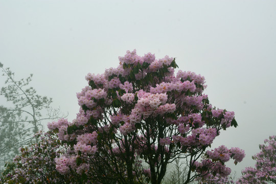 高山云锦杜鹃花