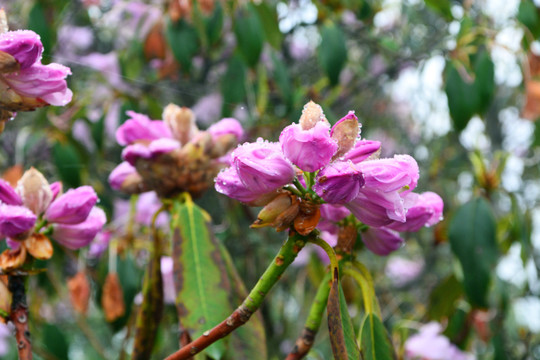 高山云锦杜鹃花