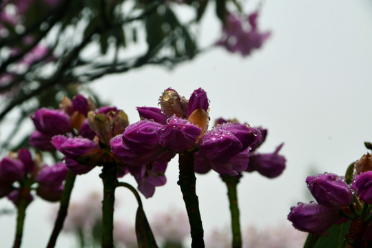 高山云锦杜鹃花