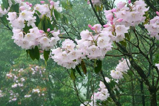 高山云锦杜鹃花