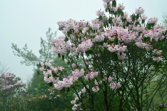 高山云锦杜鹃花