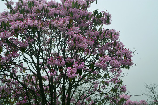 高山云锦杜鹃花