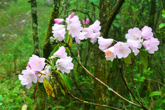 高山云锦杜鹃