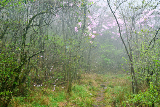 树林风景