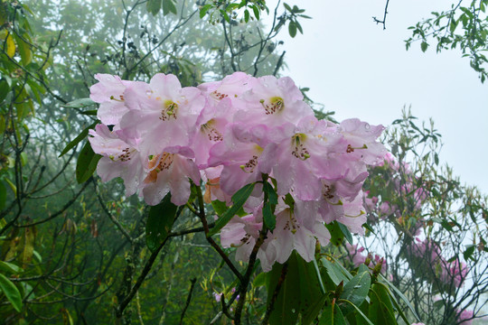 高山云锦杜鹃花