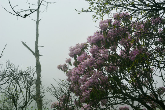 高山云锦杜鹃花