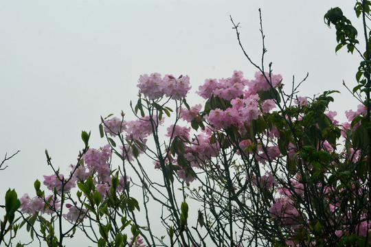 高山云锦杜鹃花