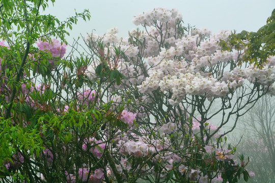 高山云锦杜鹃花