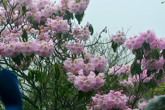 高山云锦杜鹃花