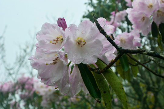 高山云锦杜鹃花