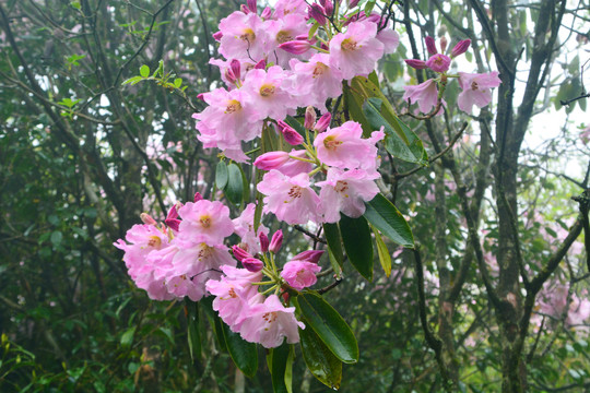 高山云锦杜鹃