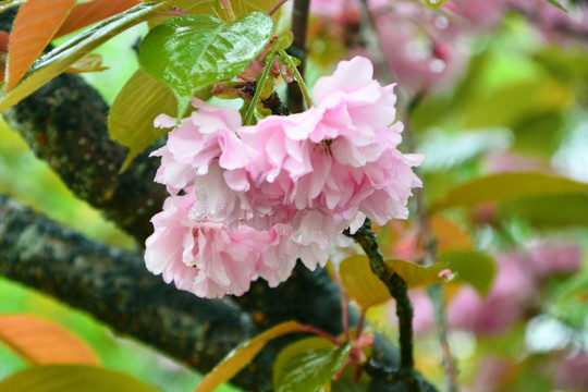 雨中樱花