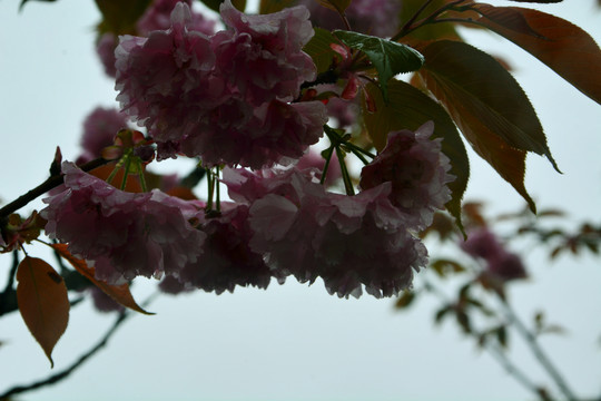 雨中樱花