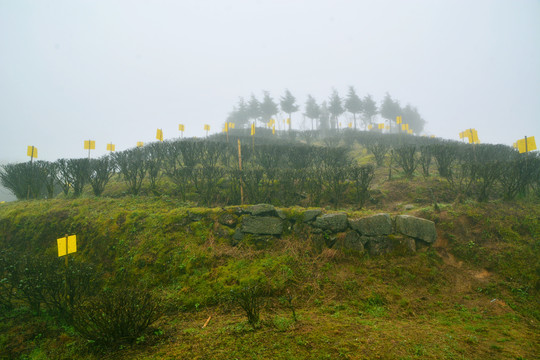 雨中茶园风景