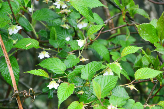 山莓花