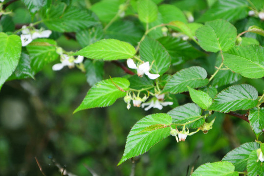 山莓花