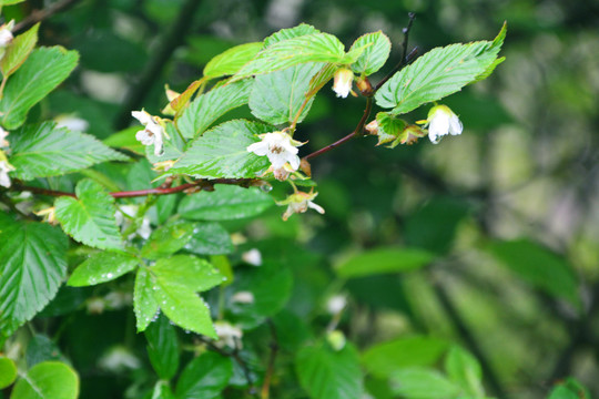 山莓花